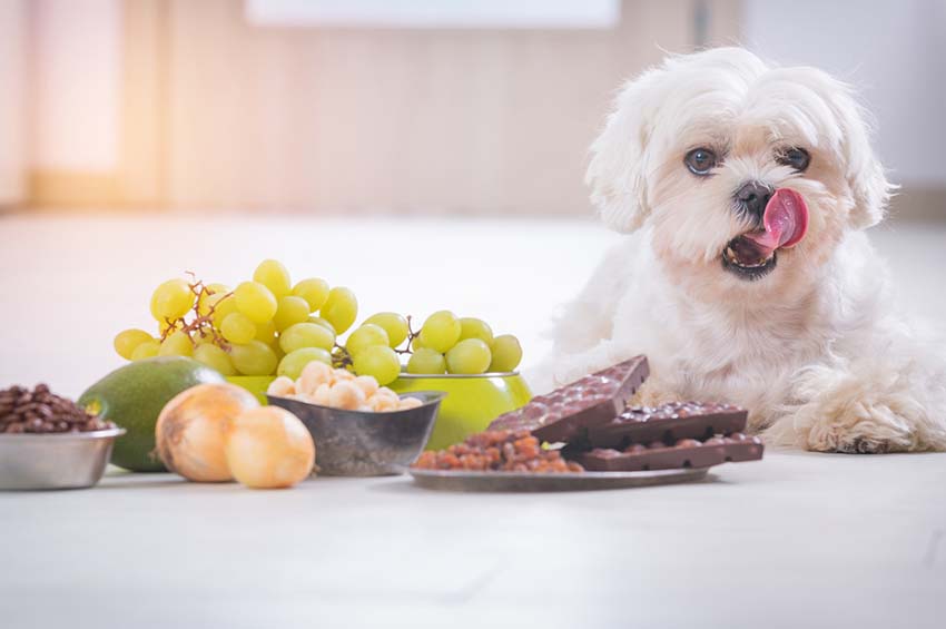 10 ผักและผลไม้ที่มีอันตรายหรือเป็นโทษต่อสุนัข